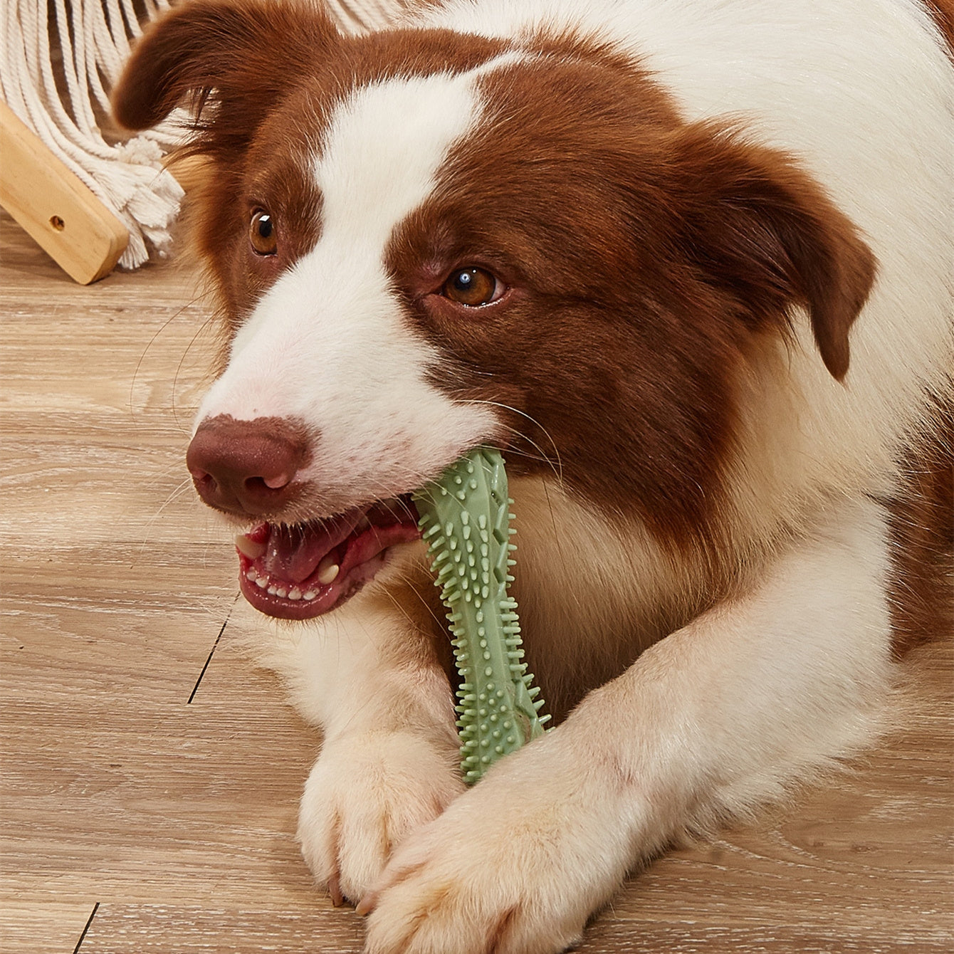 Chew Toys For Dog Teeth Cleaning - HNGoods
